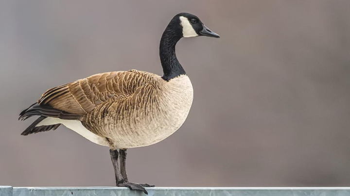 Recherche canada goose hotsell